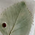 Såpeskål naturfarge med bjørkeblad, 11*8,5 cm